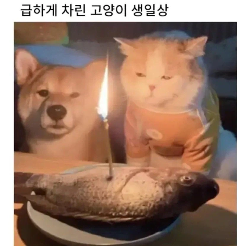 급하게 차려준 고양이 생일상 jpg._1.webp