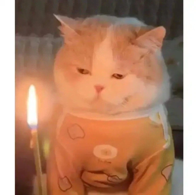 급하게 차려준 고양이 생일상 jpg._2.webp