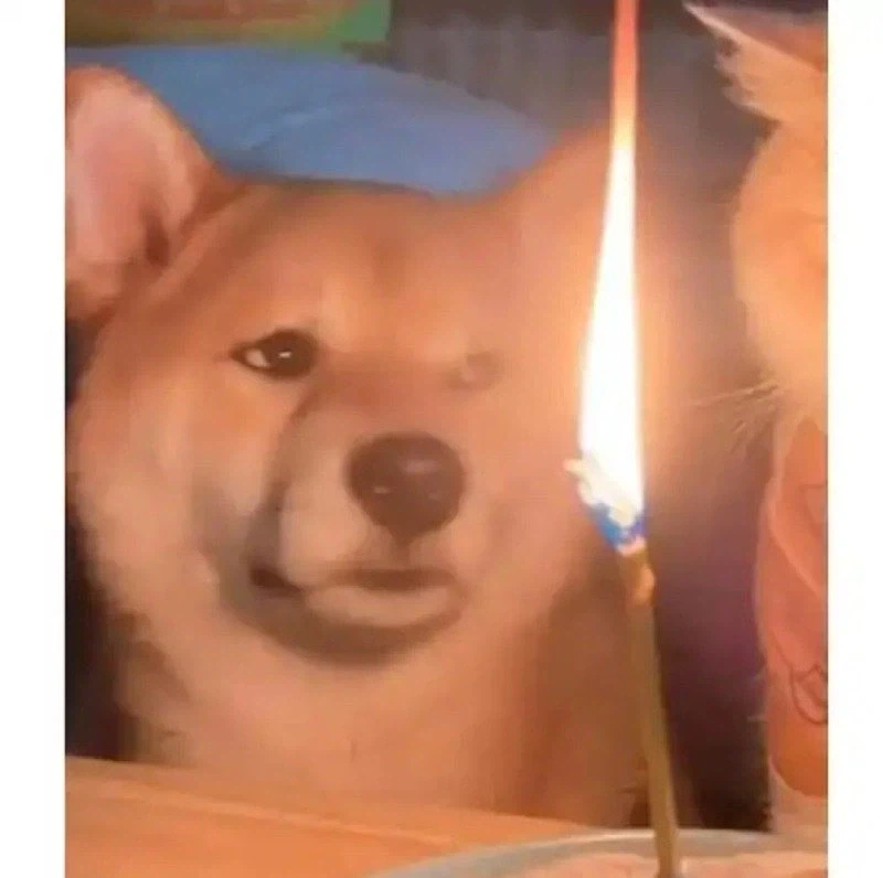 급하게 차려준 고양이 생일상 jpg._3.webp