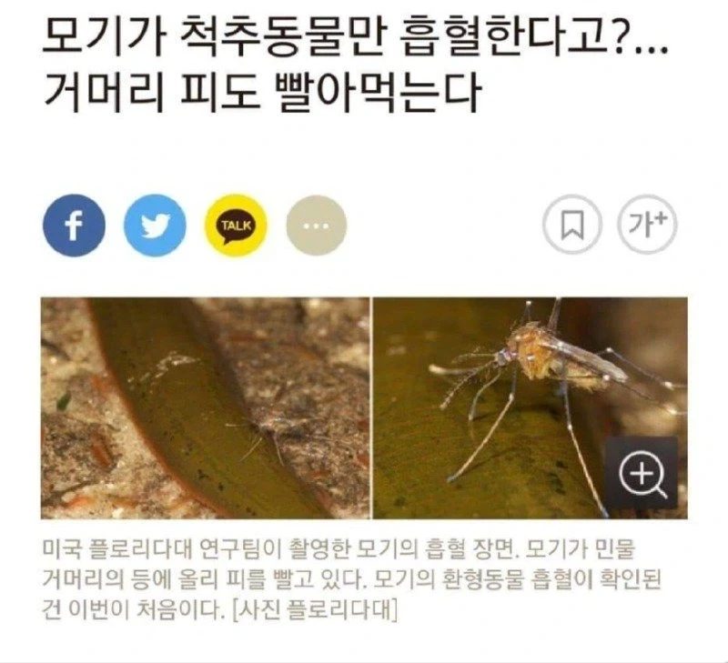 상도덕이 없는 모기 jpg._1.webp