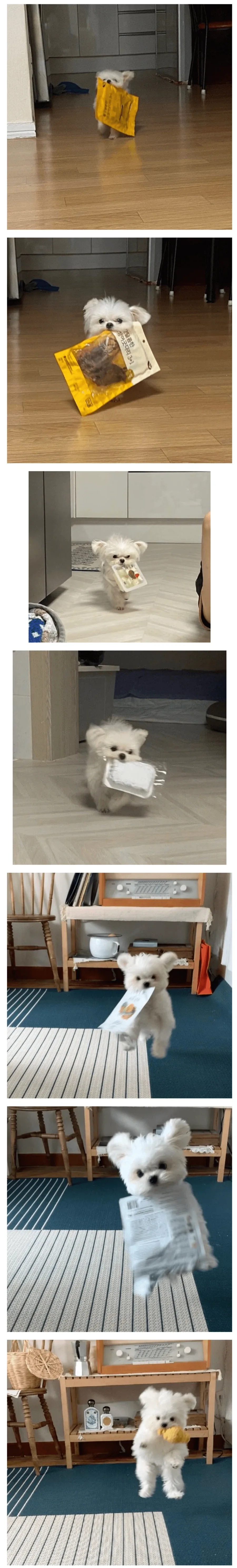 이거 빨리 뜯어달라는 강아지.jpg_1.webp
