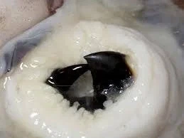 트릭컬) 해산물에 박지마시오_3.webp