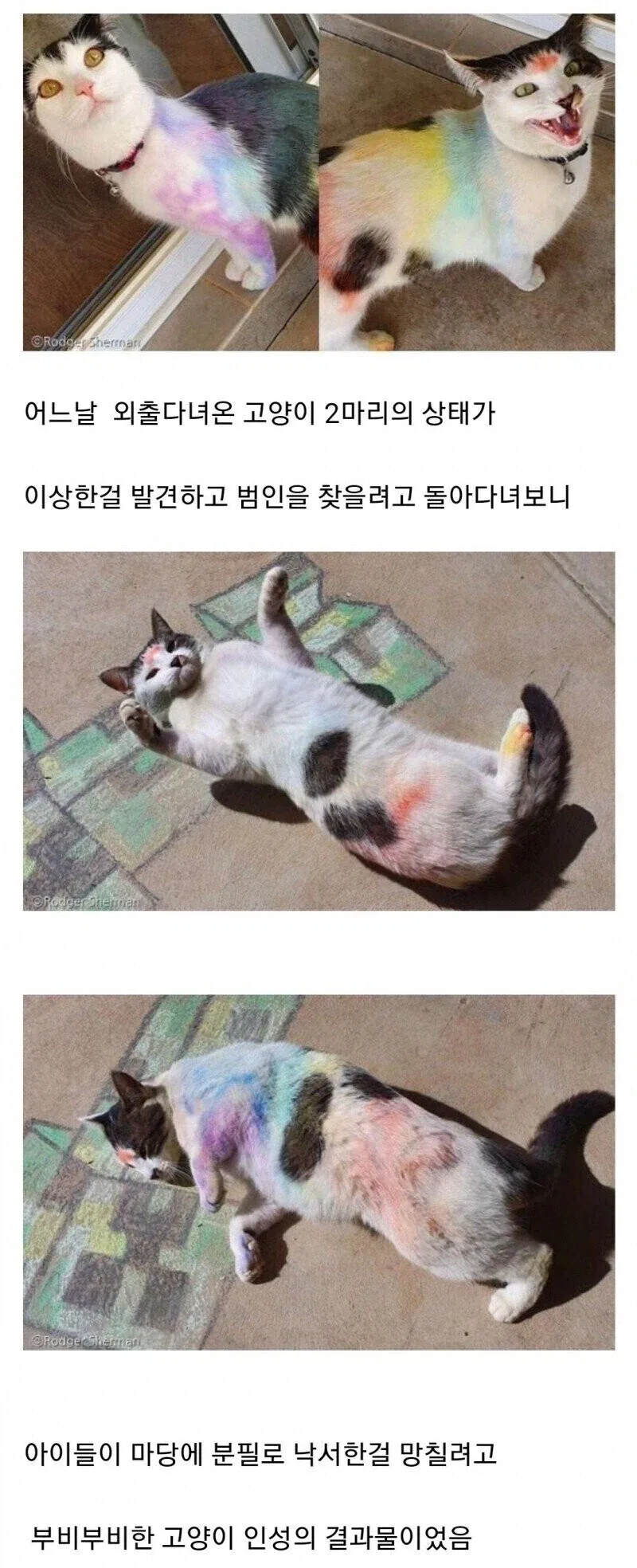 고양이 몸에 낙서 하는 범인_1.webp