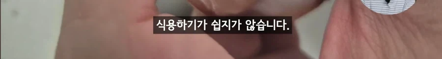 암컷 아저씨가 알려주는 절대 먹으면 안되는 문어.jpg_14.webp