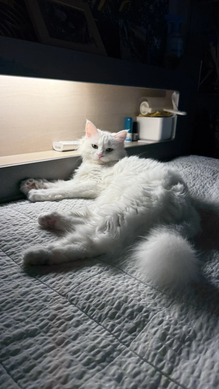 우리집 고양이 우다다해서 잠을 못자겠다_1.webp