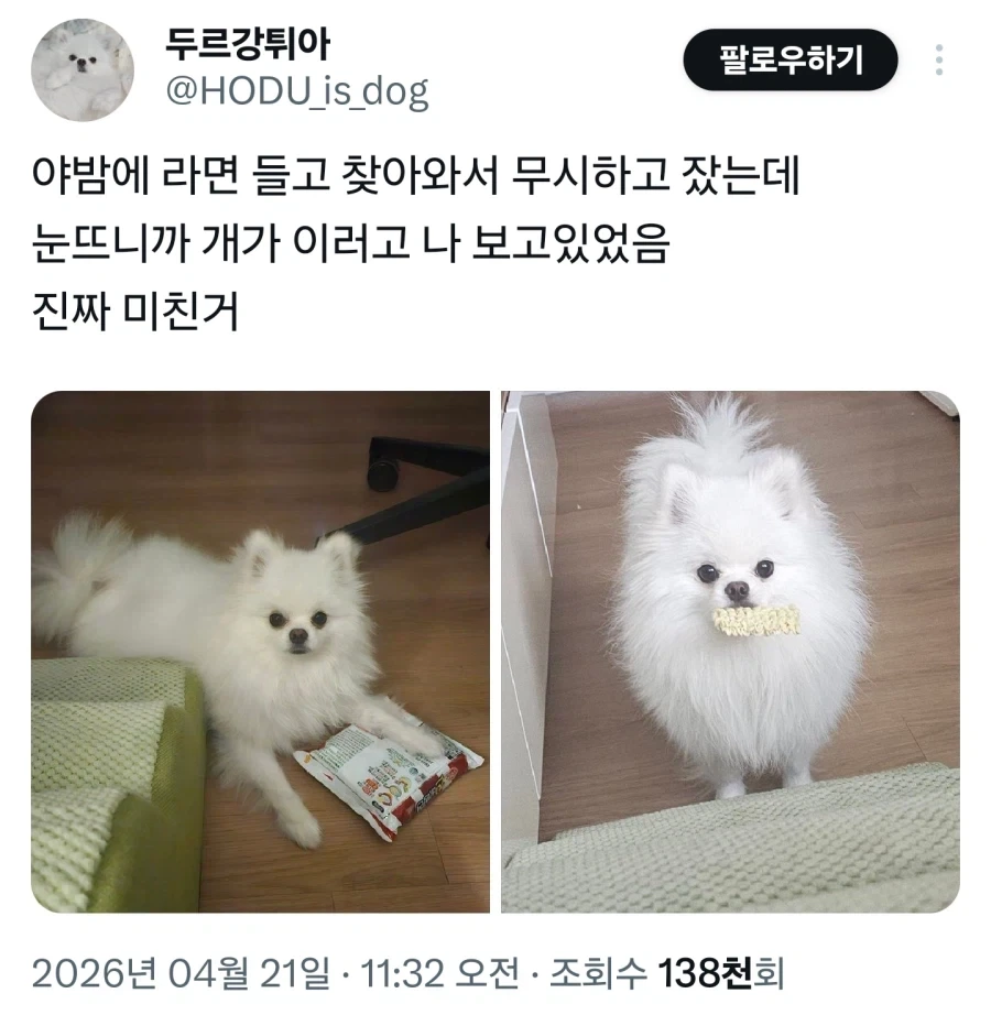 주인을 진짜 사랑하는 멍뭉이_1.webp