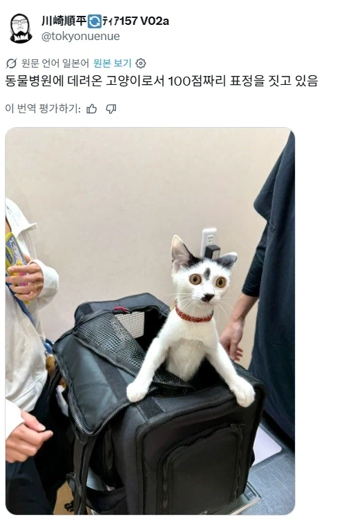 동물병원에 왔다는 걸 깨달은 고양이의 표정.jpg_1.webp