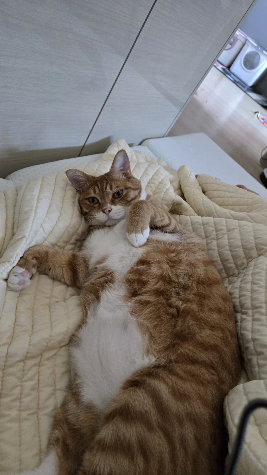 우리 첫째 고양이 벌써 1500일이나 됨_13.webp