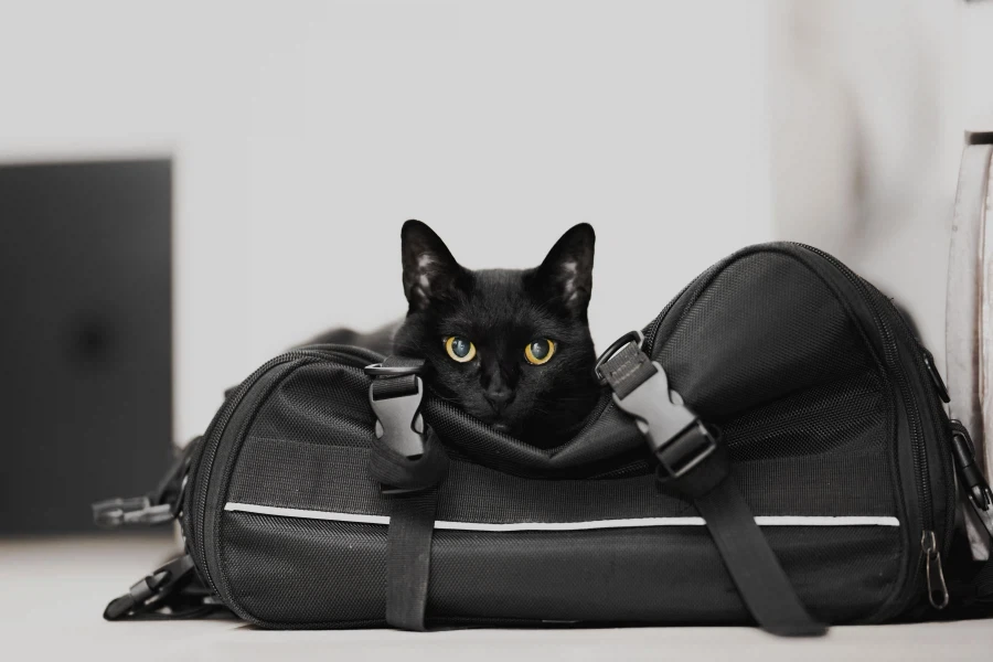 우리집 고양이 9살이 됬다... 시간 빠르다_4.webp