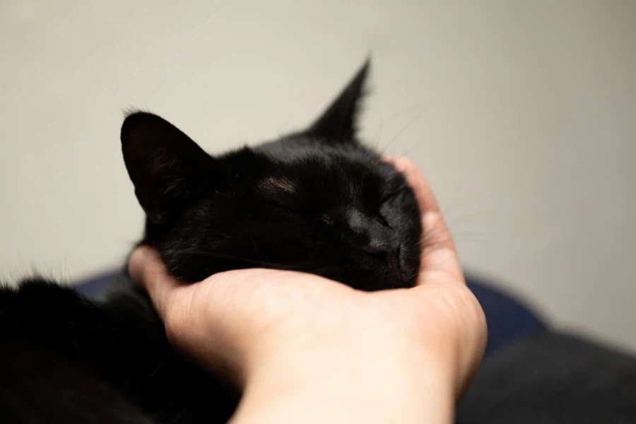 우리집 고양이 9살이 됬다... 시간 빠르다_8.webp