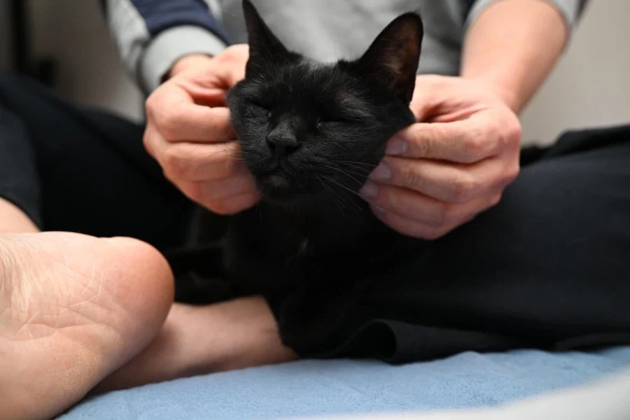 우리집 고양이 9살이 됬다... 시간 빠르다_15.webp