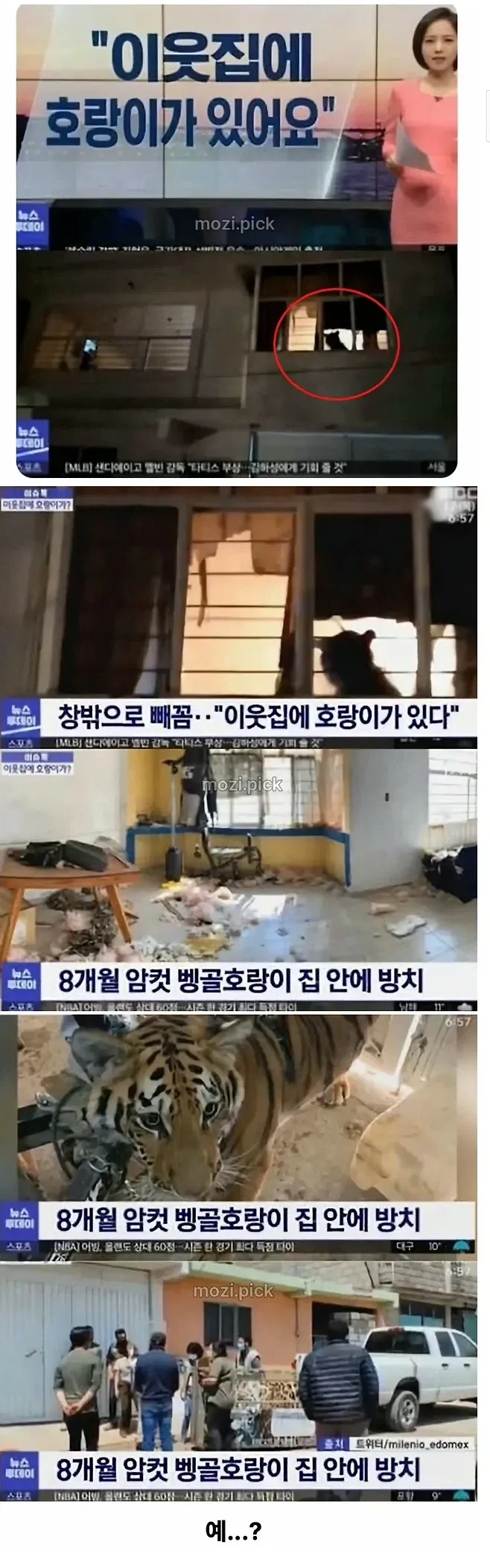 그림자 보고 집에 호랑이 있다고 신고한 결과_1.webp