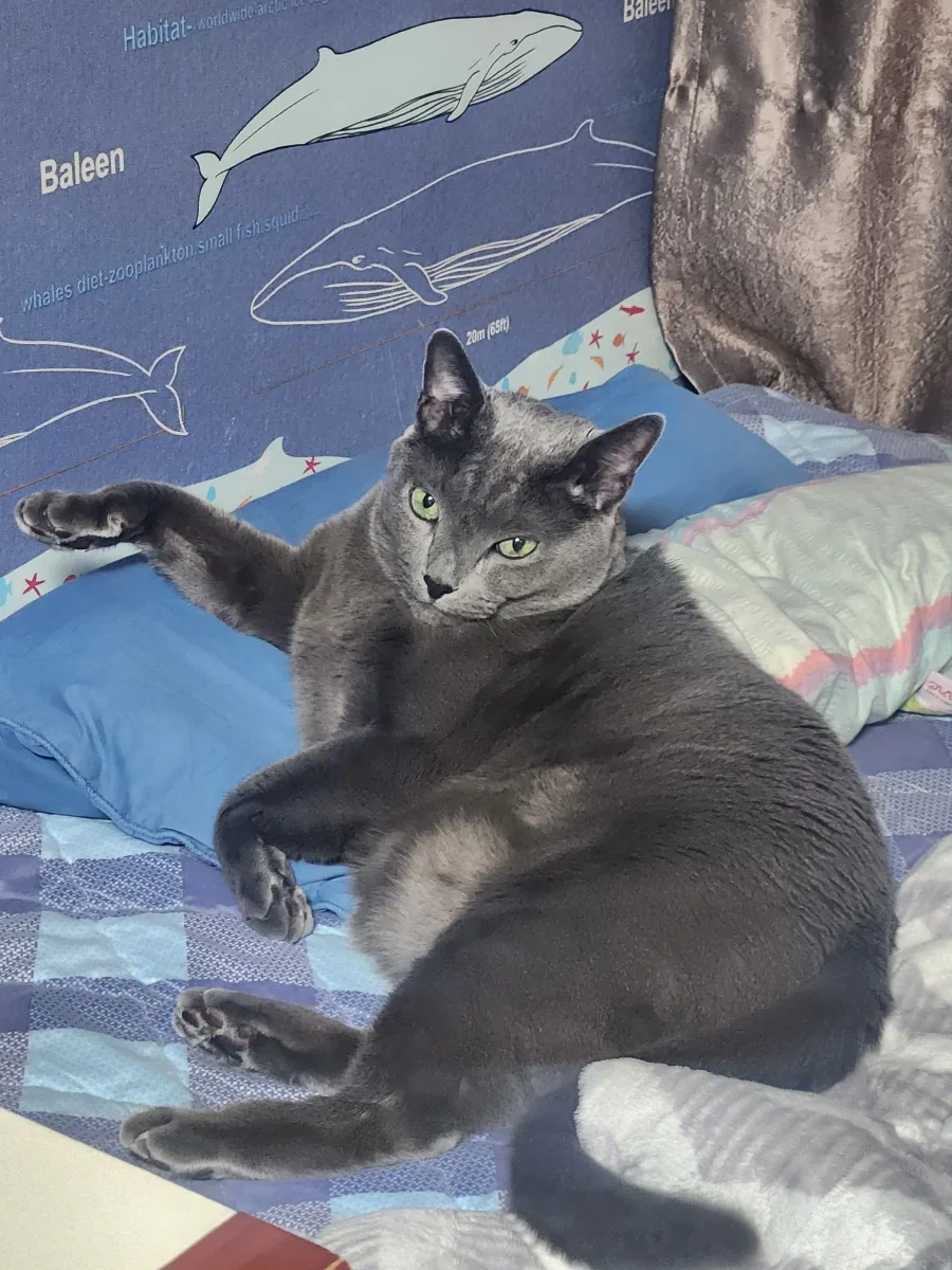 사람들이 잘 모르는 고양이 원시 주머니_2.webp