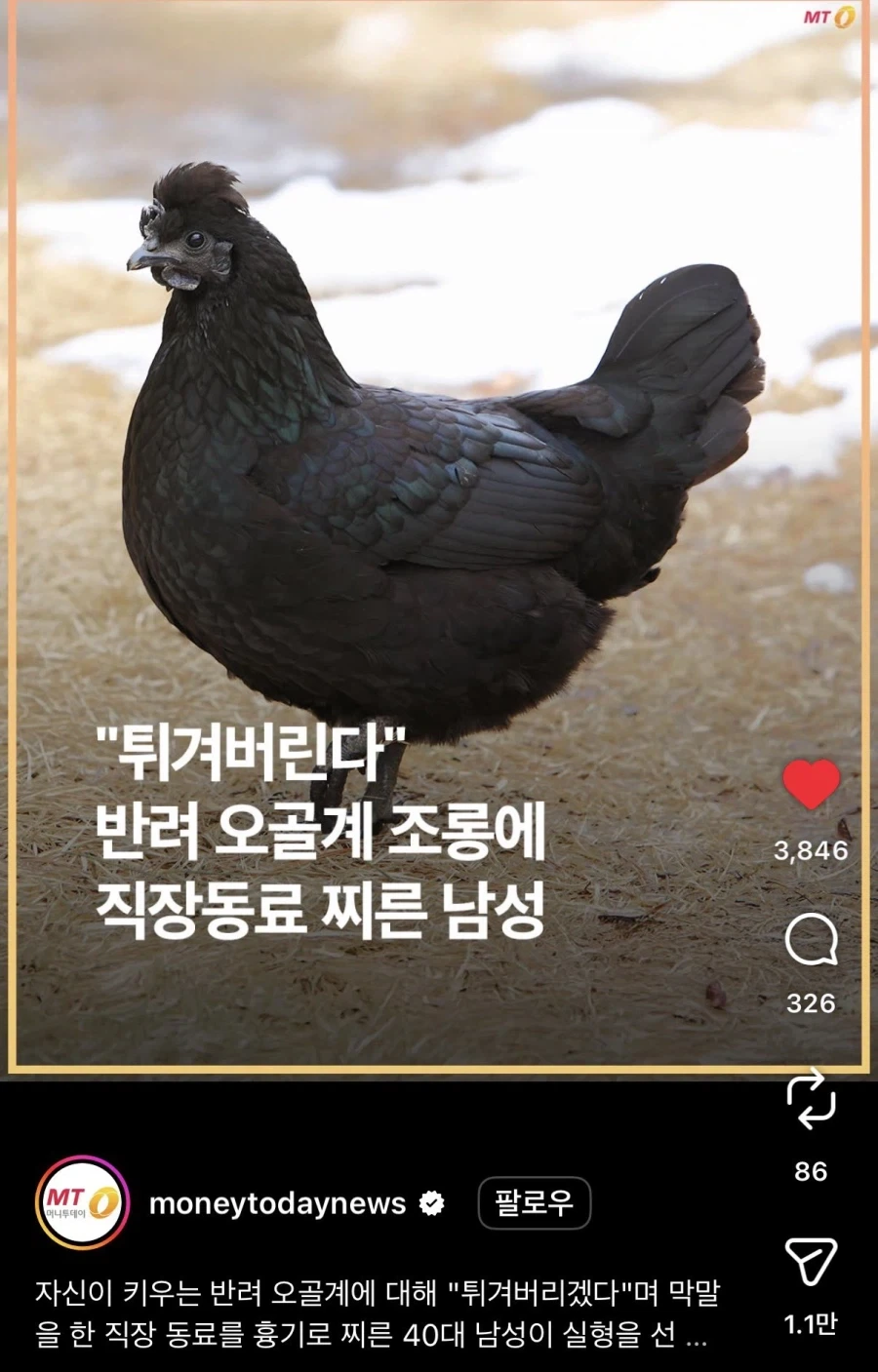 애완닭 조롱한 상사 찌른 남성.jpg_1.webp