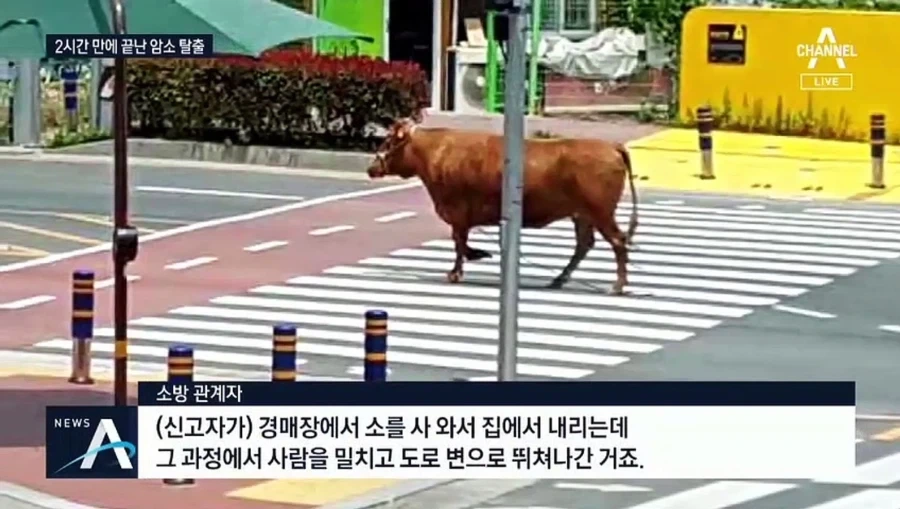 늑구가 불러온 작은 유행!!_1.webp