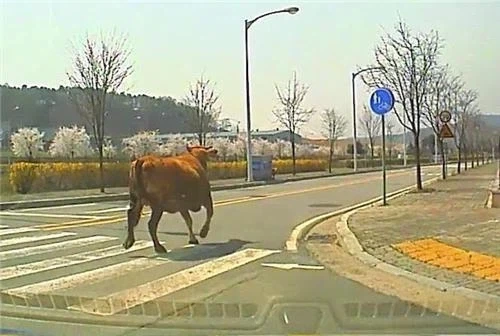 늑구가 불러온 작은 유행!!_2.webp