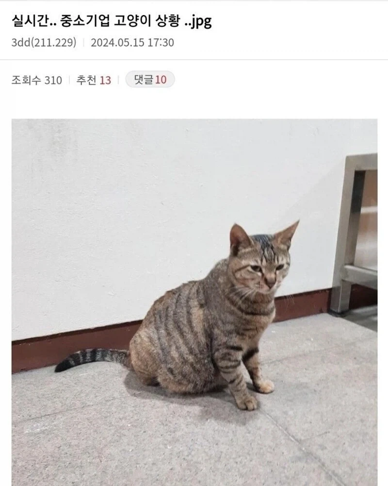 중소기업 고양이 특징_1.webp