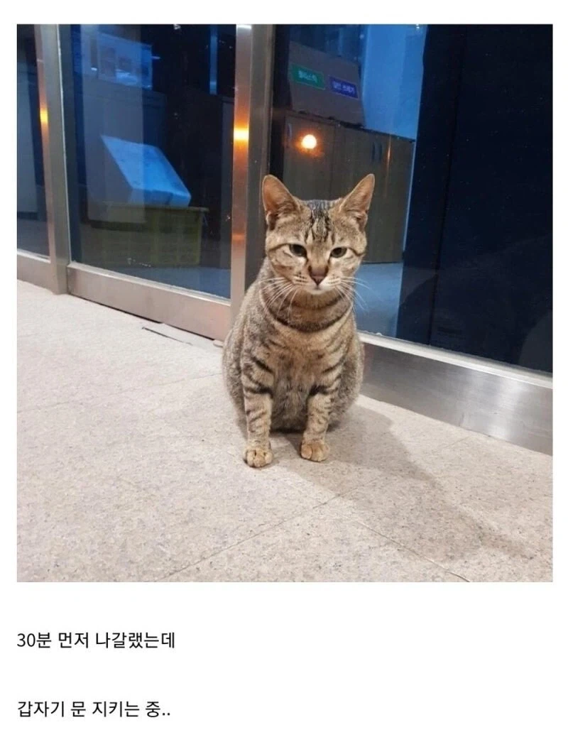 중소기업 고양이 특징_2.webp