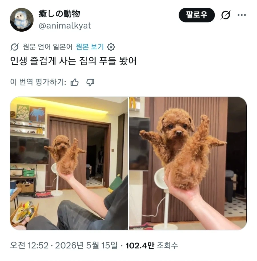 너희들, 초 카와이한 푸들 빵뎅이 본 적 있음?_1.webp
