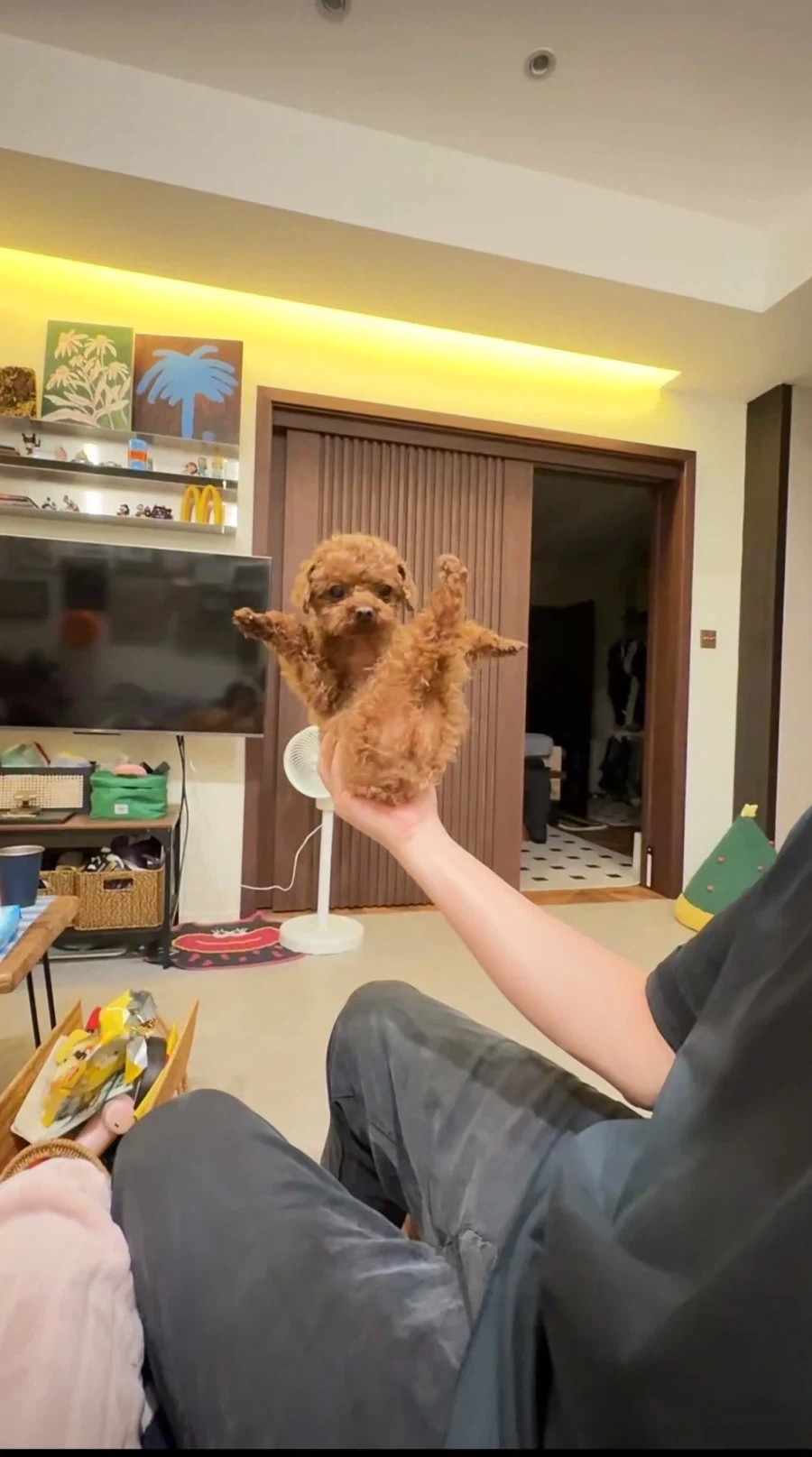 너희들, 초 카와이한 푸들 빵뎅이 본 적 있음?_2.webp