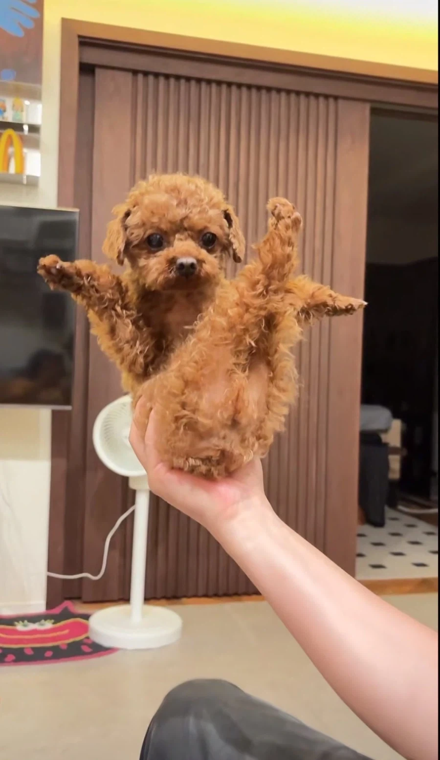 너희들, 초 카와이한 푸들 빵뎅이 본 적 있음?_3.webp