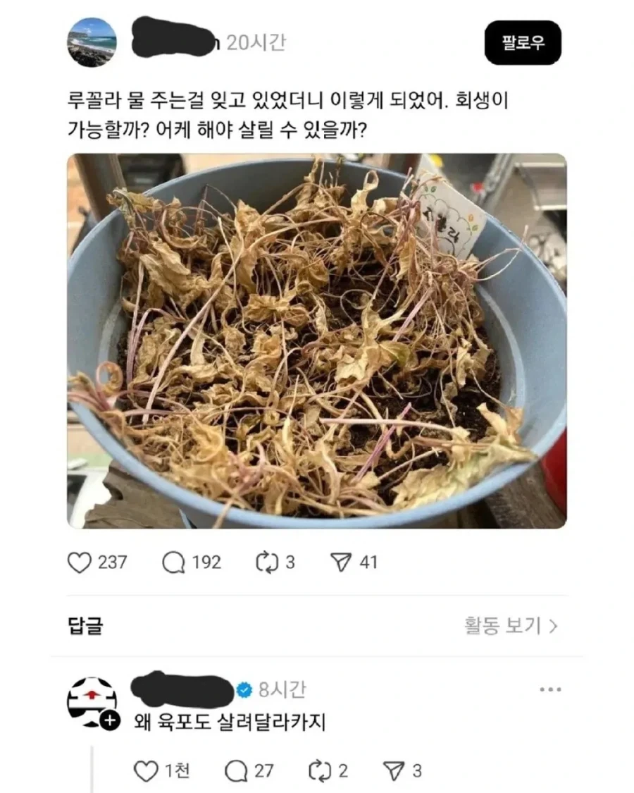 물 주는걸 잊은 루꼴라 어떻게 살리지?_1.webp