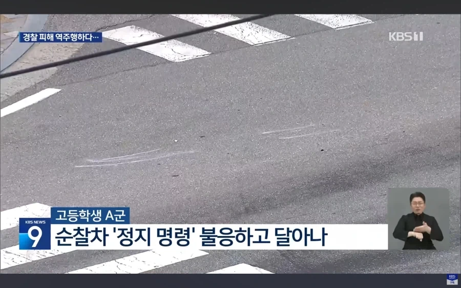 경기도 양평에서 고라니 하나가 죽었다는군_1.webp