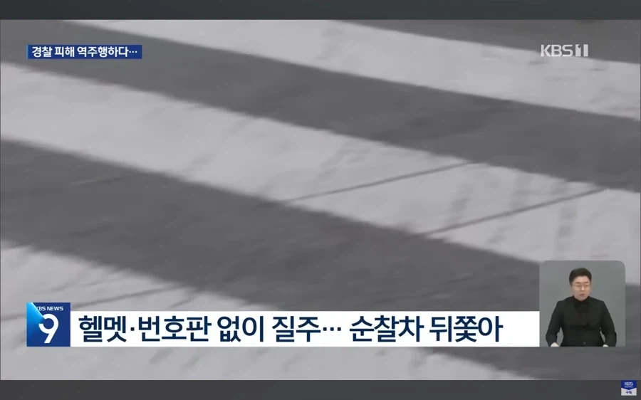 경기도 양평에서 고라니 하나가 죽었다는군_3.webp