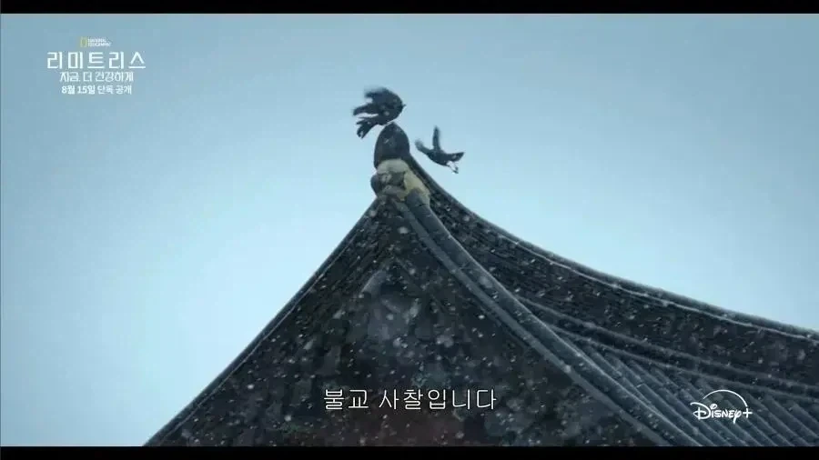 디즈니에서 찍은 다큐에선 안나온 한국 불교의 또다른 모습.JPG_4.webp