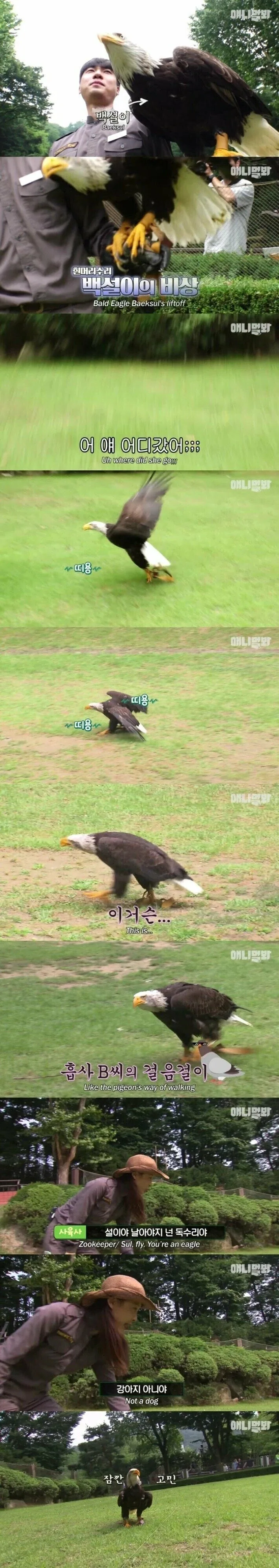 사람 손에 자란 독수리.jpg_1.webp