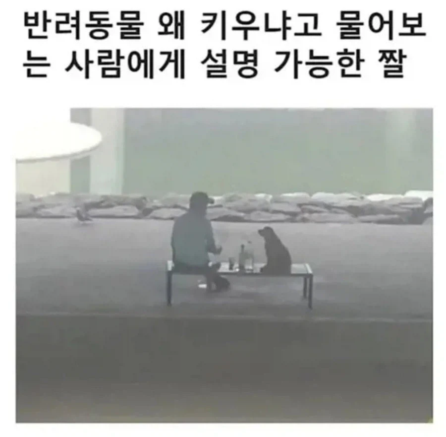 반려동물 키우는 이유_1.webp