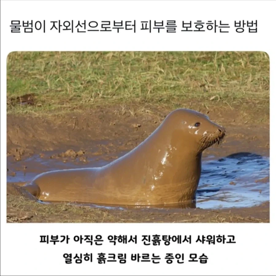 자외선 피할려고 몸에 흙바르는 물범.jpg_1.webp