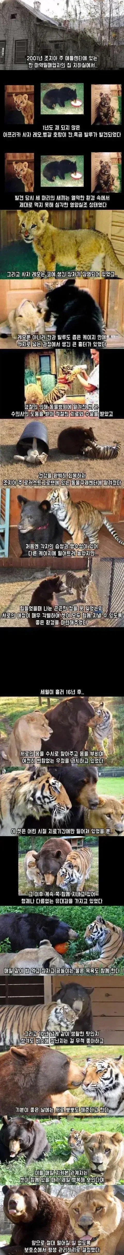 16년간 호랑이 곰 사자가 같이 지낸 결과_1.webp