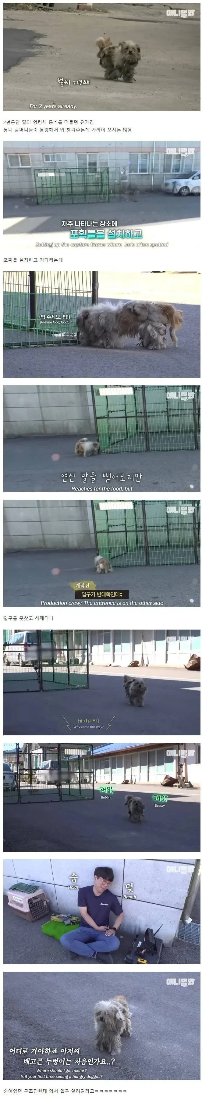동물농장 사상 가장 쉬웠던 강아지 포획.JPG_1.webp