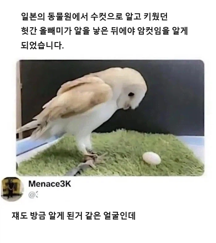 수컷인 줄 알았는데 암컷이였다._1.webp