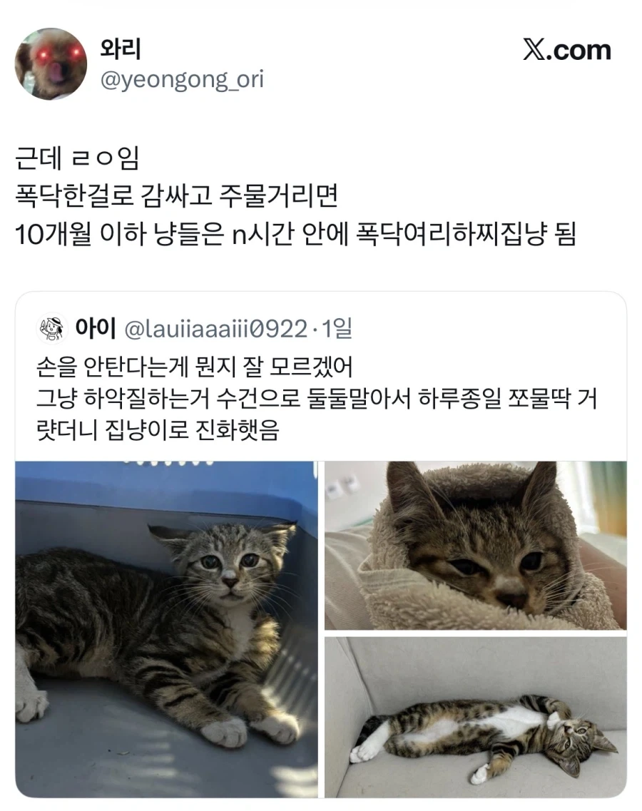 길고양이 입양했는데 경계를 안푼다.jpg_1.webp