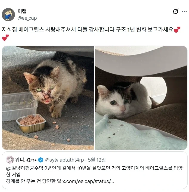 길고양이 입양했는데 경계를 안푼다.jpg_4.webp