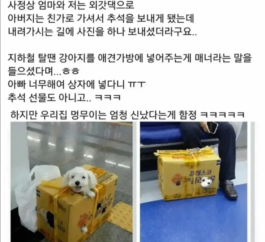 추석 보내러 가는 댕댕이.jpg_1.webp