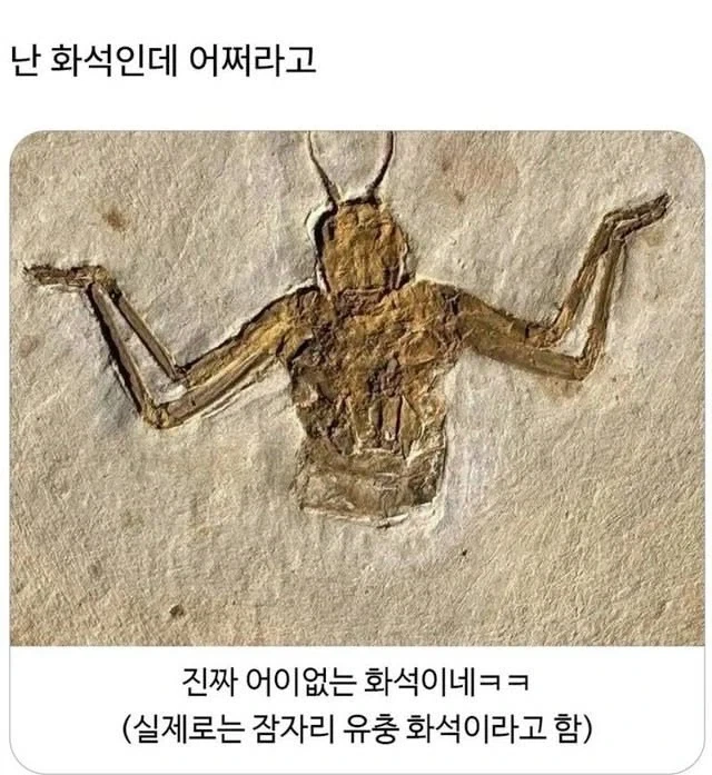 자기주장이 강한 화석_1.webp