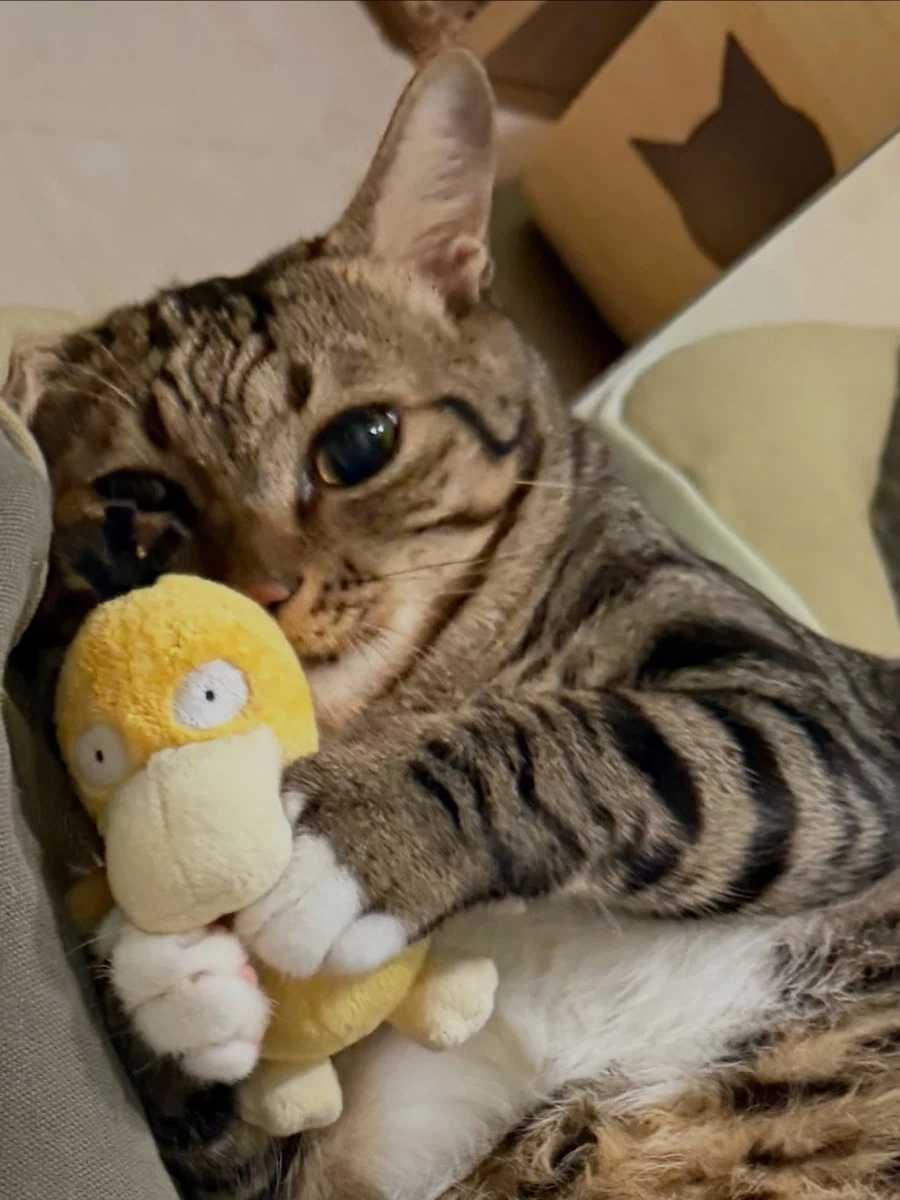 고라파덕 인형을 좋아하는 냐옹이..._1.webp