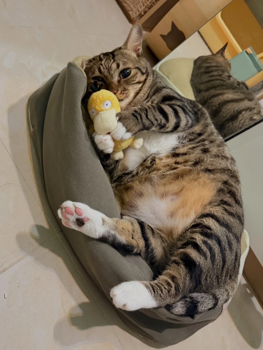 고라파덕 인형을 좋아하는 냐옹이..._4.webp