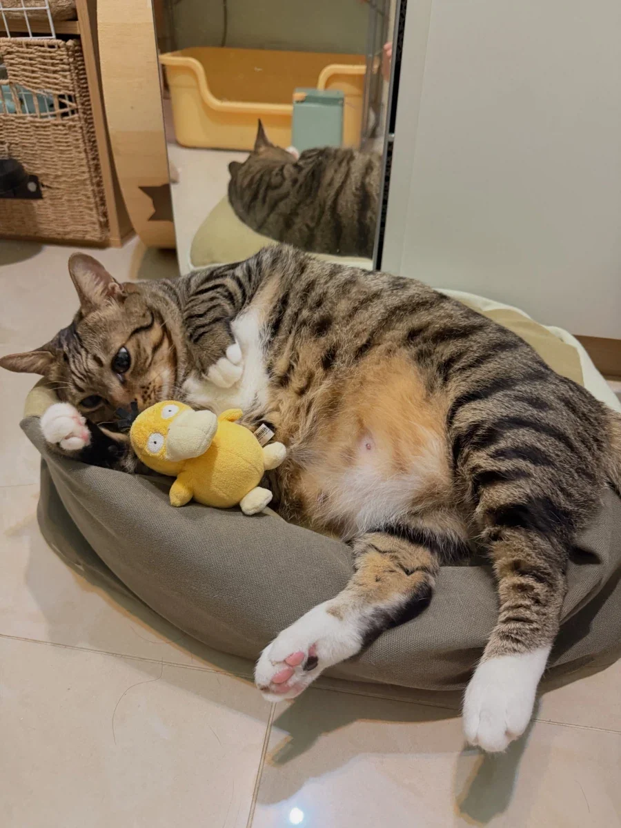 고라파덕 인형을 좋아하는 냐옹이..._12.webp