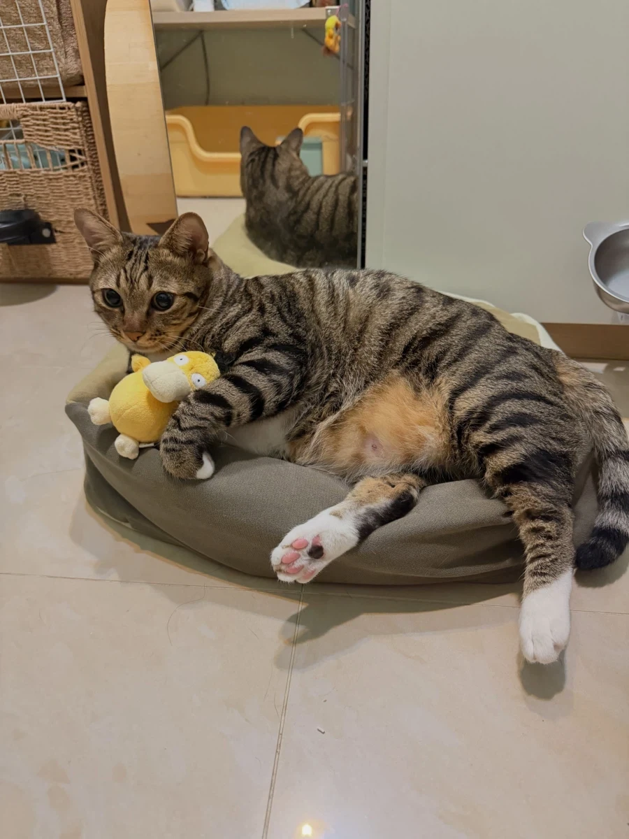 고라파덕 인형을 좋아하는 냐옹이..._14.webp