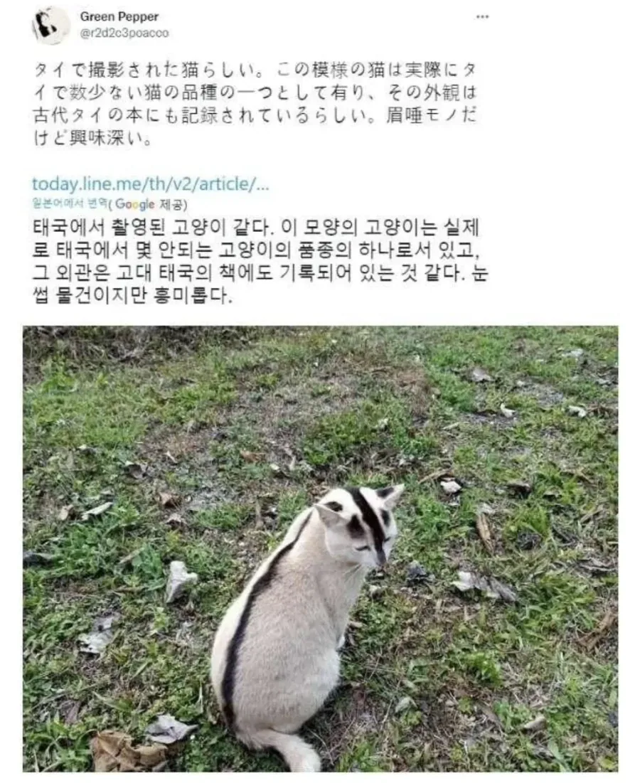 태국 토종 고양이_1.webp