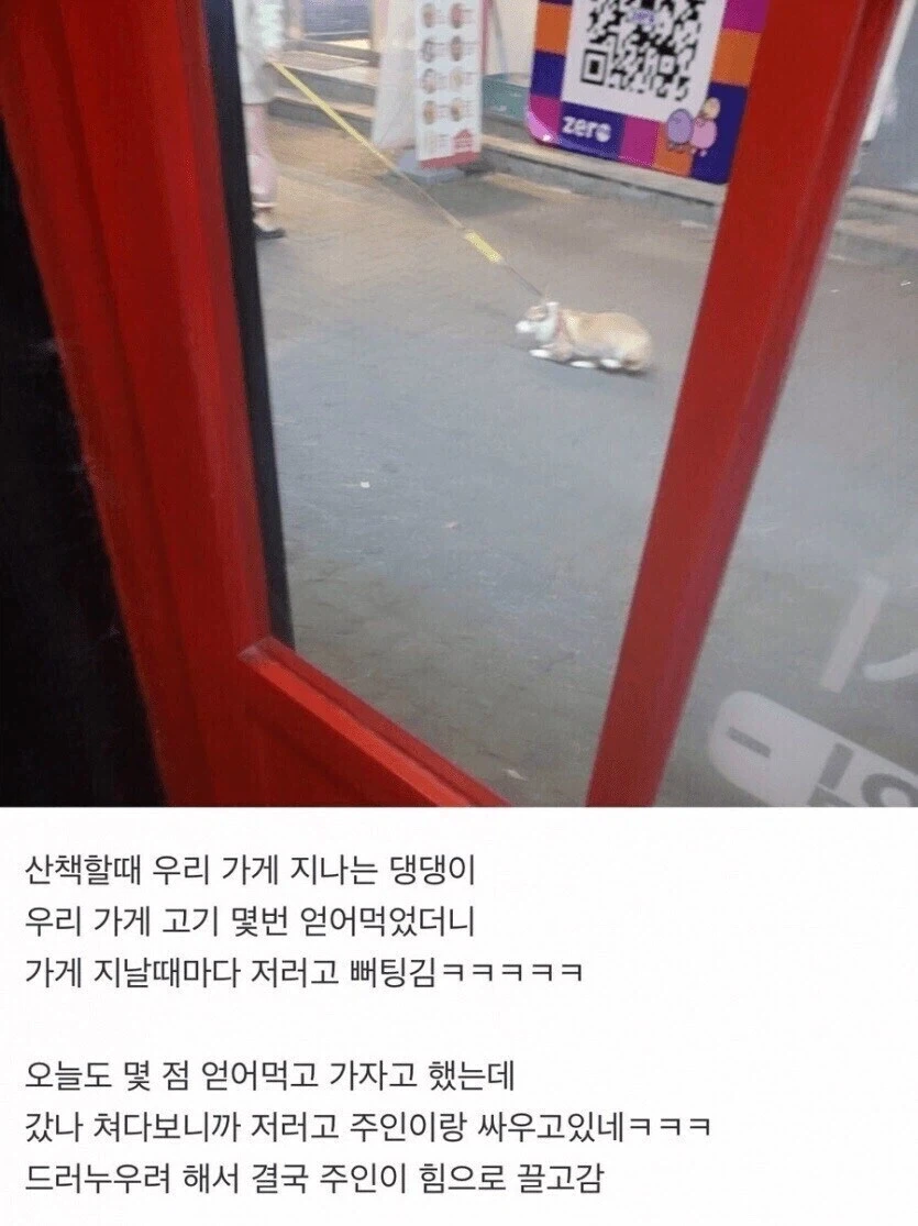 반려견 키울때 생각보다 조심해야되는거_3.webp