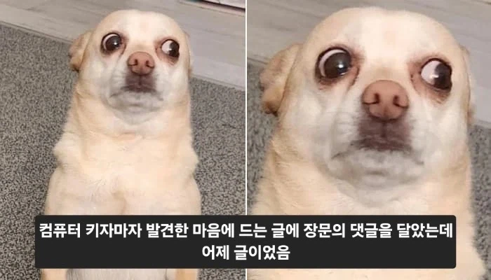 댓글 달았는데 굉장히 뻘쭘해지는 순간.jpg_1.webp