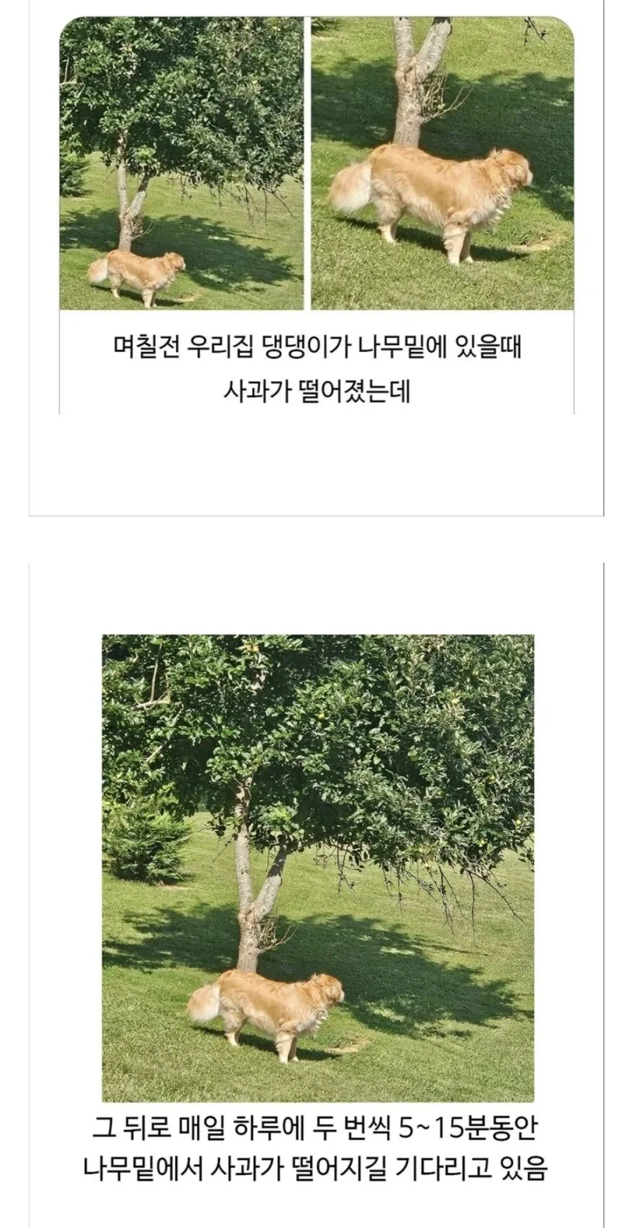 애플을 노리는 리트리버.jpg_1.webp