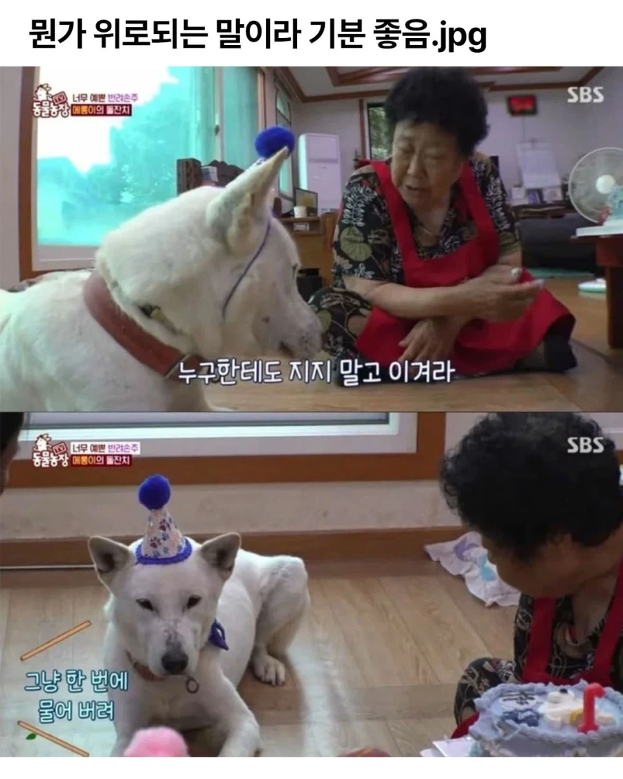 현실적인 조언을 해주는 할무니_1.webp