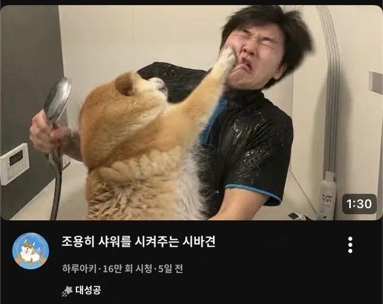 시바견 유튜버의 대참사_1.webp