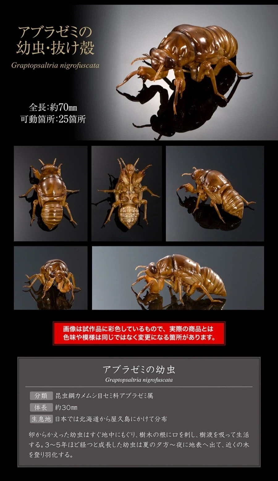 [반다이 가샤폰] 생물대도감 어드밴스 세미(매미) 02_7.webp